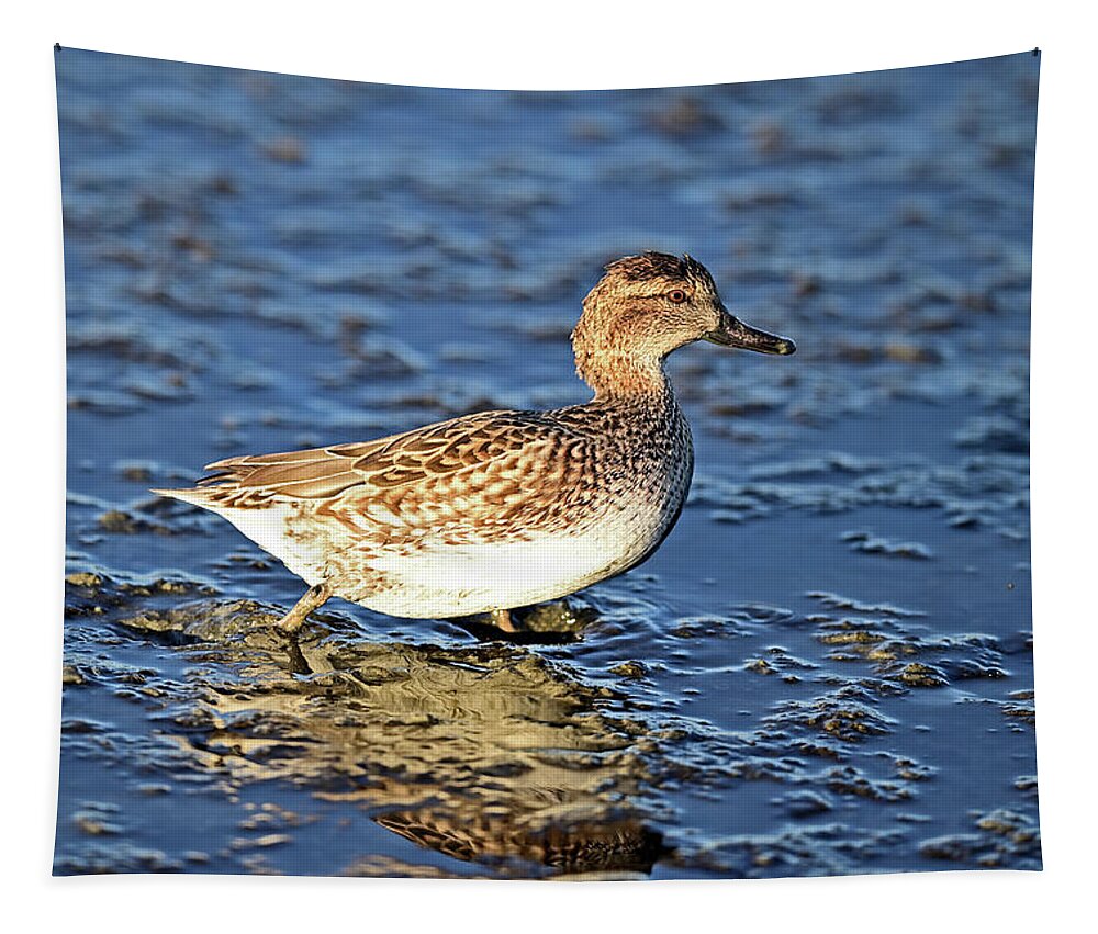 Anas Tapestry featuring the photograph Green-winged Teal Juvenile by Amazing Action Photo Video