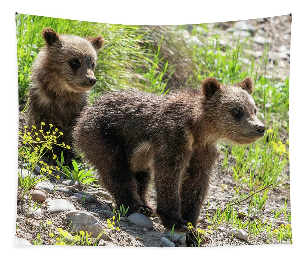 Grizzly Tapestry featuring the photograph Grizzly Bear Cubs by Wesley Aston