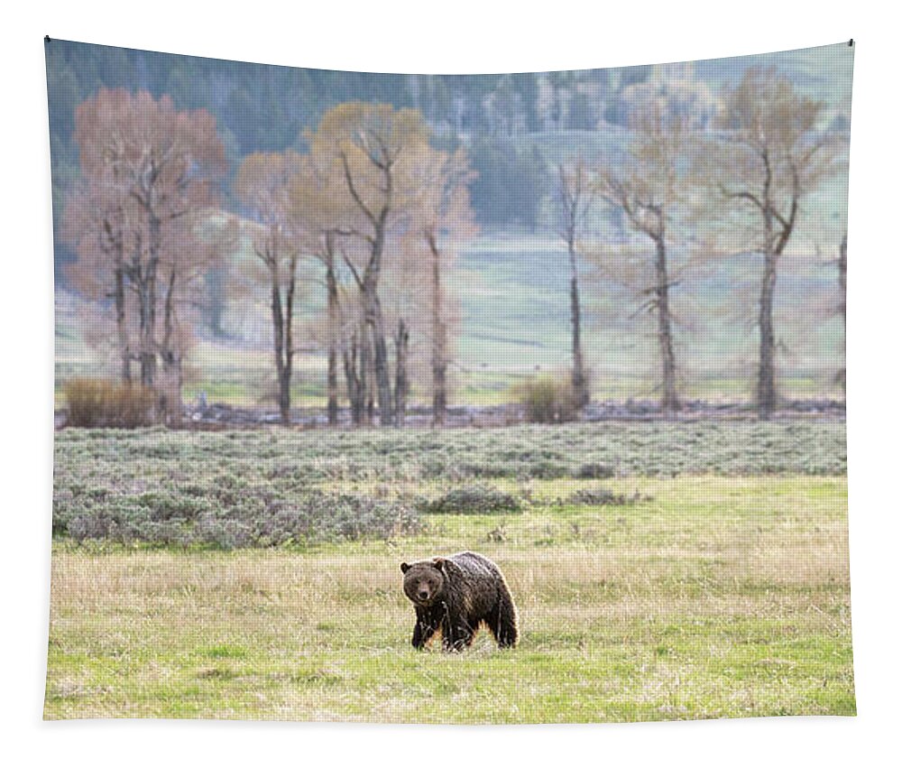 Grizzly Bear Tapestry featuring the photograph Grizzly on the Valley Floor by Max Waugh