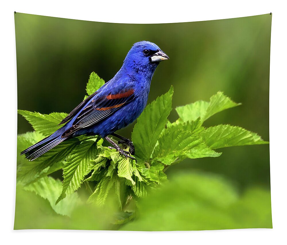 Bird Tapestry featuring the photograph Grosbeak Blue by Art Cole