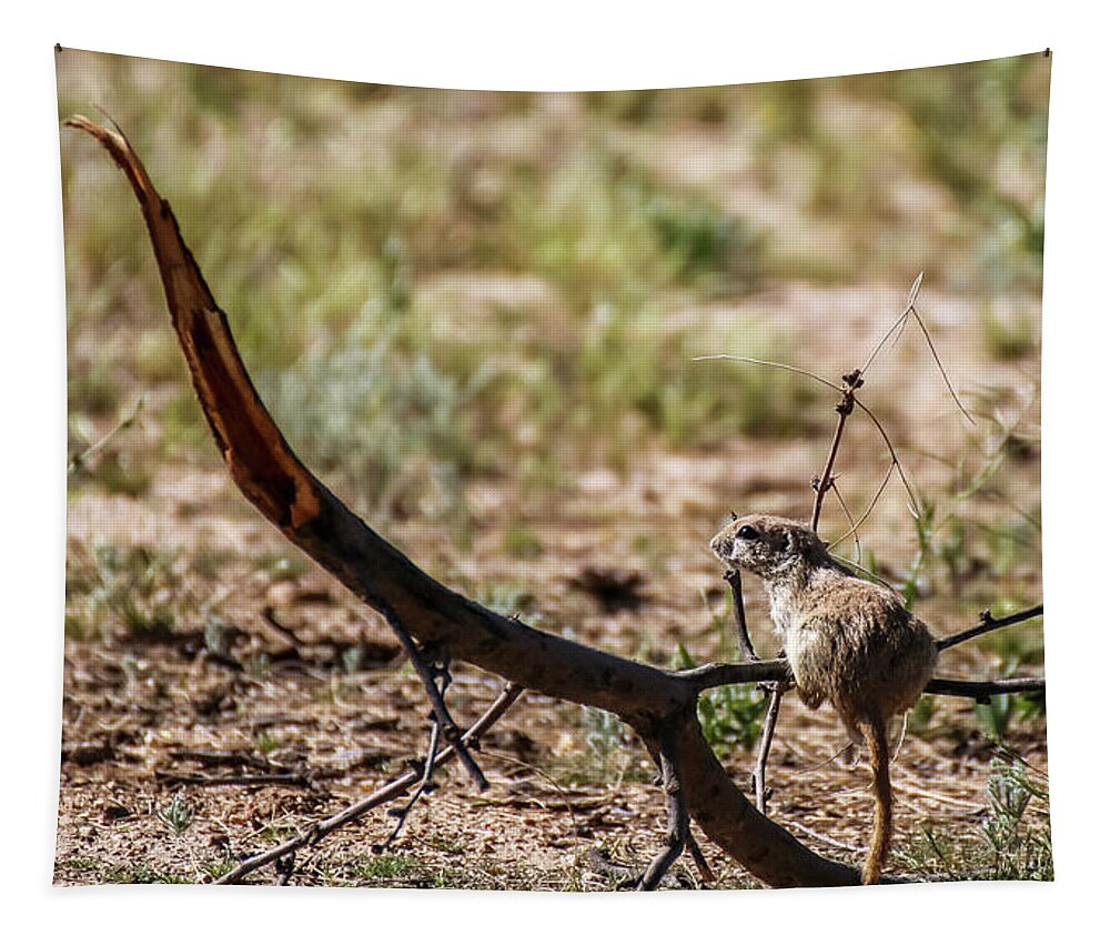Arizona Tapestry featuring the photograph Ground Squirrel on Tree Limb 2 by Dawn Richards