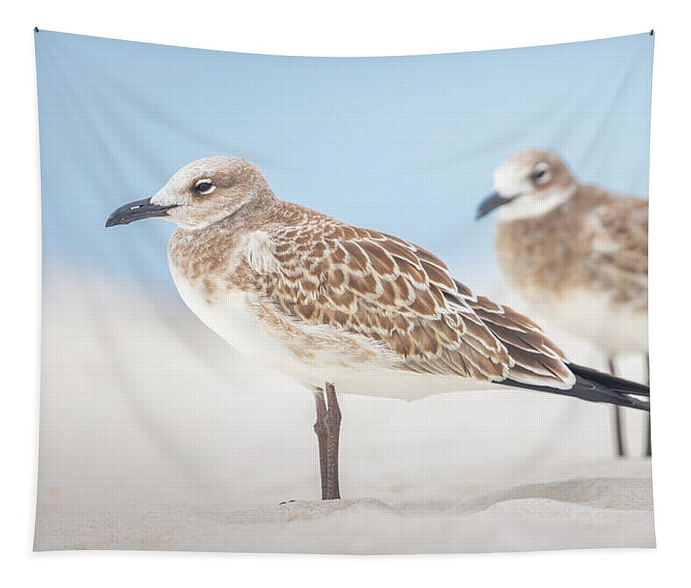 Seagull Tapestry featuring the photograph Gulls In The Sand Emerald Coast by Jordan Hill