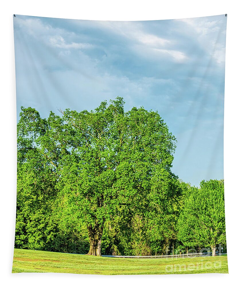 Elm Tapestry featuring the photograph Half Elm Tree Half Sky by Jennifer White