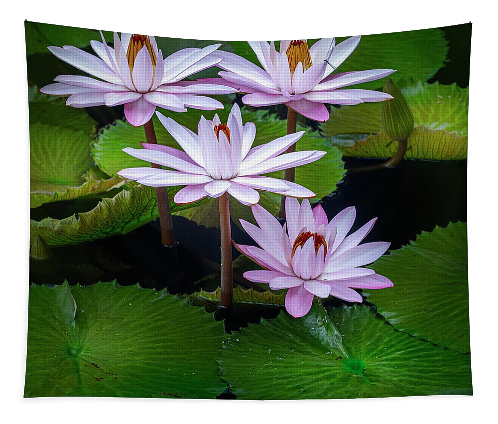 Floral Tapestry featuring the photograph Hanging out with each other. by Usha Peddamatham