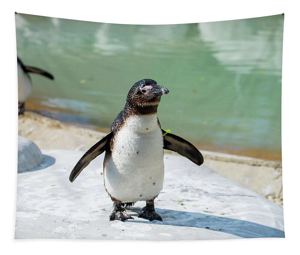 Penquin Tapestry featuring the photograph Happy Dance by Stacy Abbott