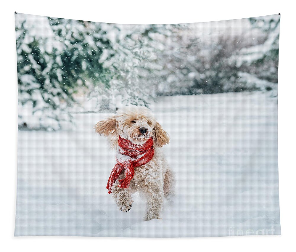 Dog Tapestry featuring the photograph Happy little dog with red scarf playing in the snow. by Jelena Jovanovic
