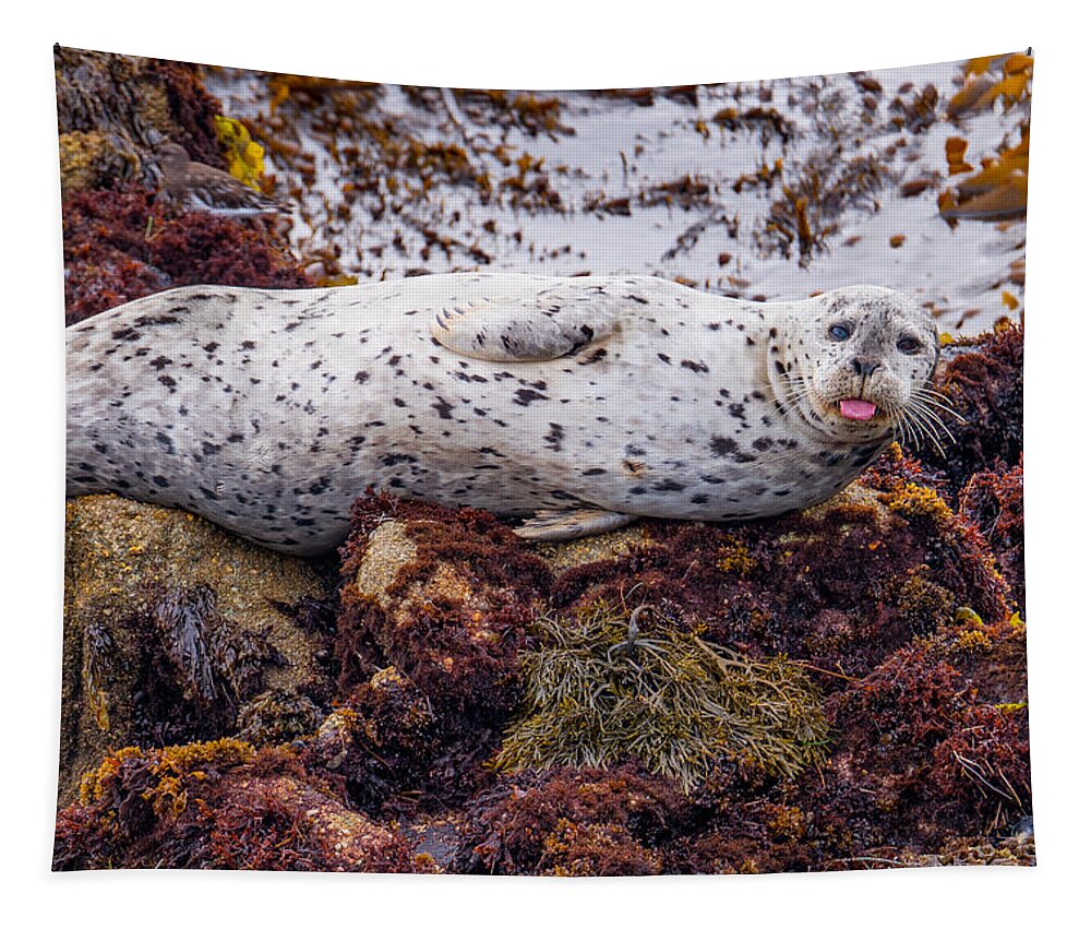 Harbor Seal Tapestry featuring the photograph Happy The Harbor Seal by Derek Dean
