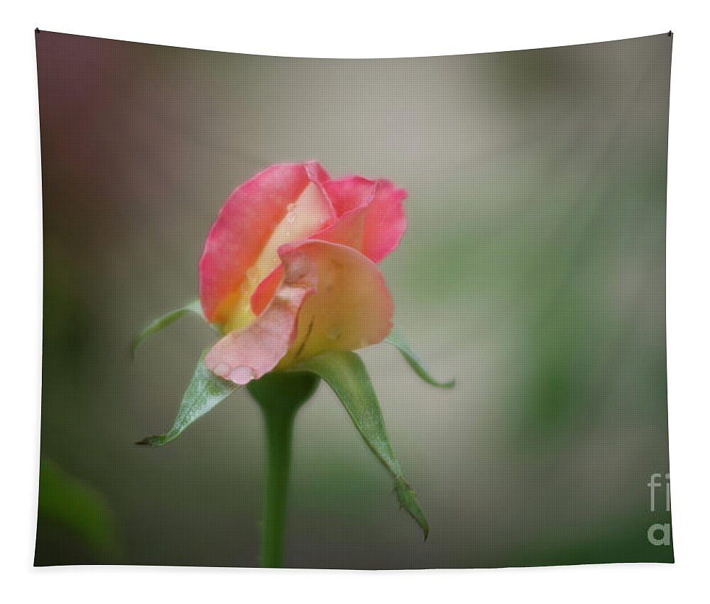 Happy Valentine's Day Tapestry featuring the photograph Happy Valentine's Day, Pink Rose After Rain by Felix Lai