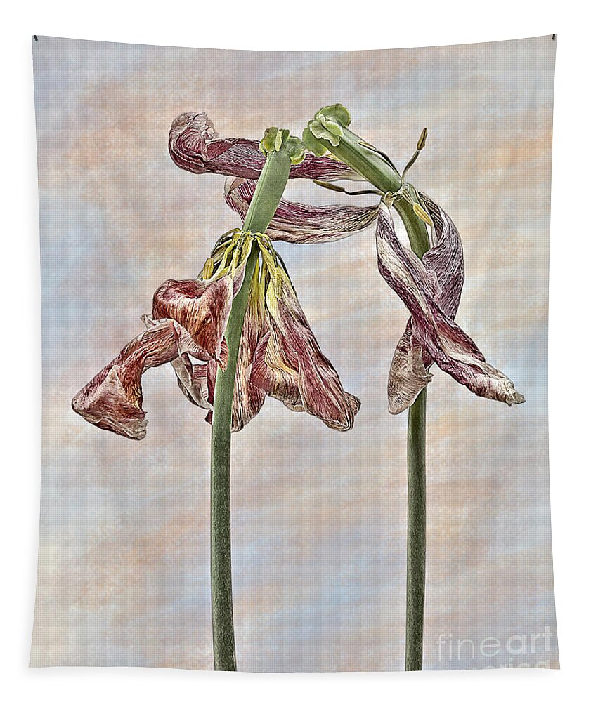 Wilting Tulips Flowers Associative Emotional Beautiful Touching Weird Eccentric Funny Peculiar Expressive Singular Stunning Effective Meaningful Thoughtful Creative Spiritual Cheerful Charming Aesthetic Lovers Human Affair Togetherness Together Protective Passion Romance Intrigue Cherish Care Fancy Delightful Pleasant Pretty Sweet Boyfriend Girlfriend Amorous Tender Warm Sweetheart Valentine Elegance Intimacy Simplicity Sentimental Personification Impersonation Delicate Gentle Pastel Drawing Fun Tapestry featuring the photograph A Joy of Togetherness by Tatiana Bogracheva