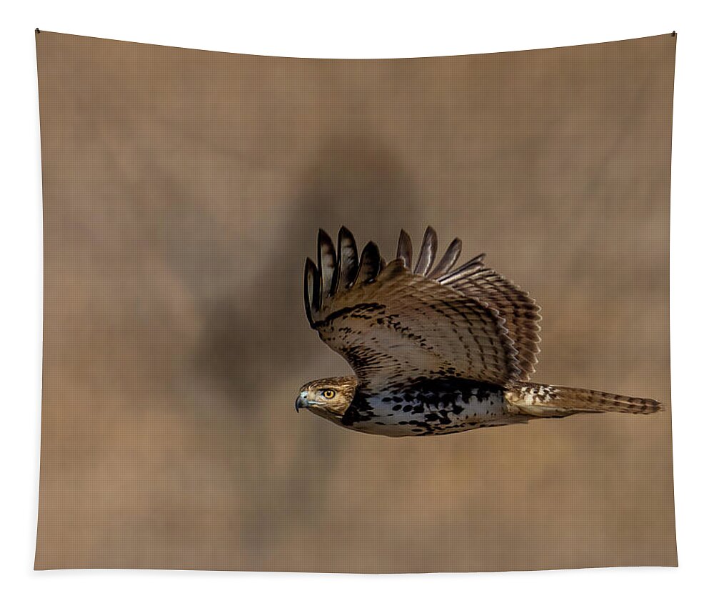 Hawk Tapestry featuring the photograph Hawk in Flight by Jim Miller