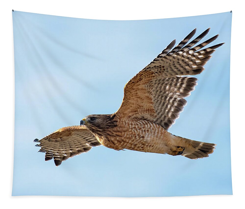 Hawk Tapestry featuring the photograph Hawk in Flight by Linda Shannon Morgan