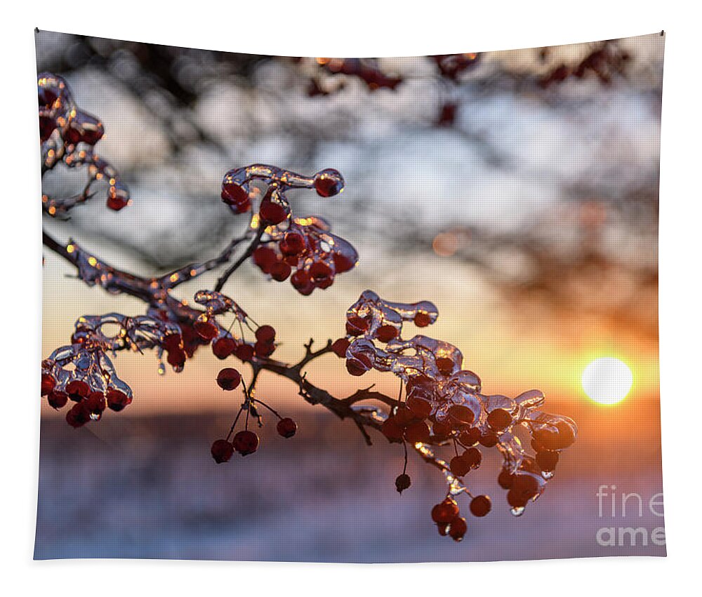 Hawthorn Tapestry featuring the photograph Hawthorn Sunset - D012193 by Daniel Dempster