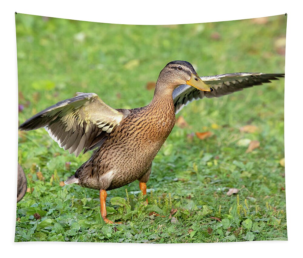 Duck Tapestry featuring the photograph He Went Thataway by David Stasiak