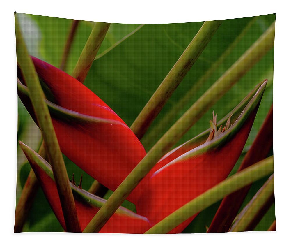 Kauai Tapestry featuring the photograph Heliconia X by Doug Davidson