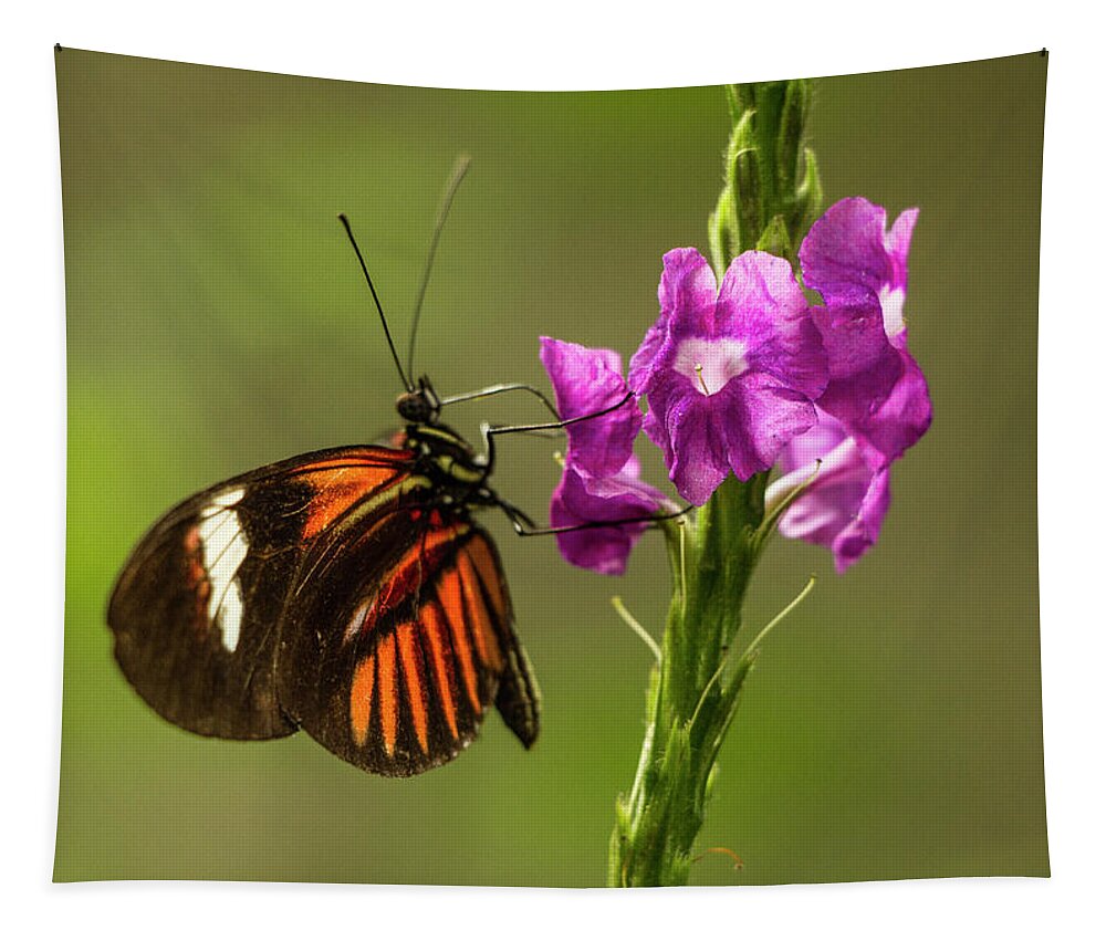 Butterfly Tapestry featuring the photograph Heliconius Melpomene, Postman Butterfly on Pink Flowers by Venetia Featherstone-Witty