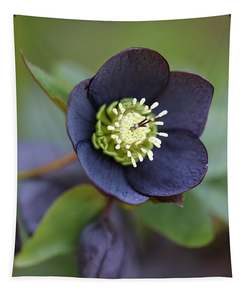 Helleborus Orientalis Tapestry featuring the photograph Hellebore by Tammy Pool