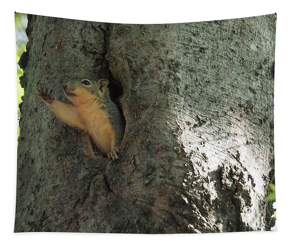 Squirrel Tapestry featuring the photograph Hello Hi There Have a Good Day by C Winslow Shafer