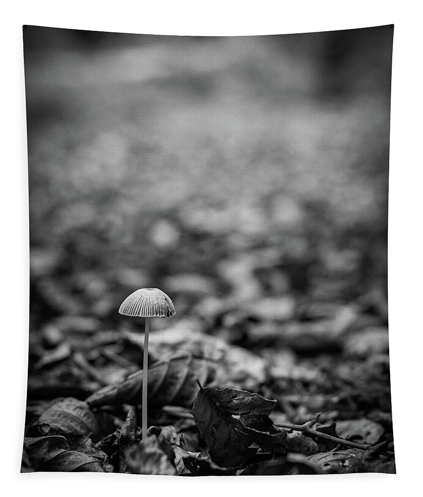 Mushroom Tapestry featuring the photograph Hello there little one by Gavin Lewis