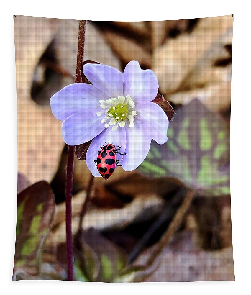 Hepatica Tapestry featuring the photograph Hepatica with Spotted Lady Beetle by Sarah Lilja