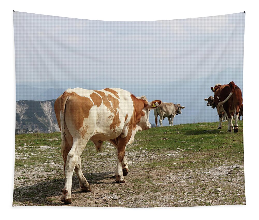 Hochkar Tapestry featuring the photograph Herd of bred cows of the Pinzgauer cattle breed cheerfully walks on the top of the Hochkar mountain in the Austrian Alps in the huge ski resort. Raw nature with native animals. View on butt by Vaclav Sonnek