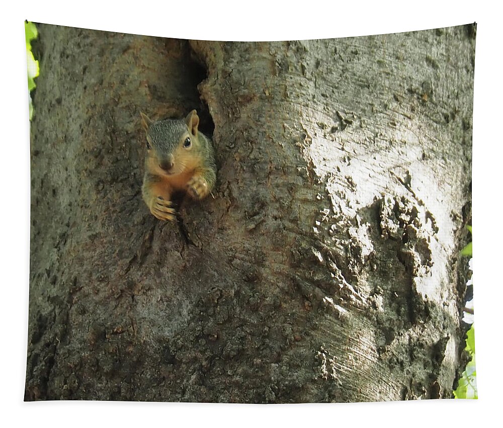 Squirrel Tapestry featuring the photograph Hi There by C Winslow Shafer