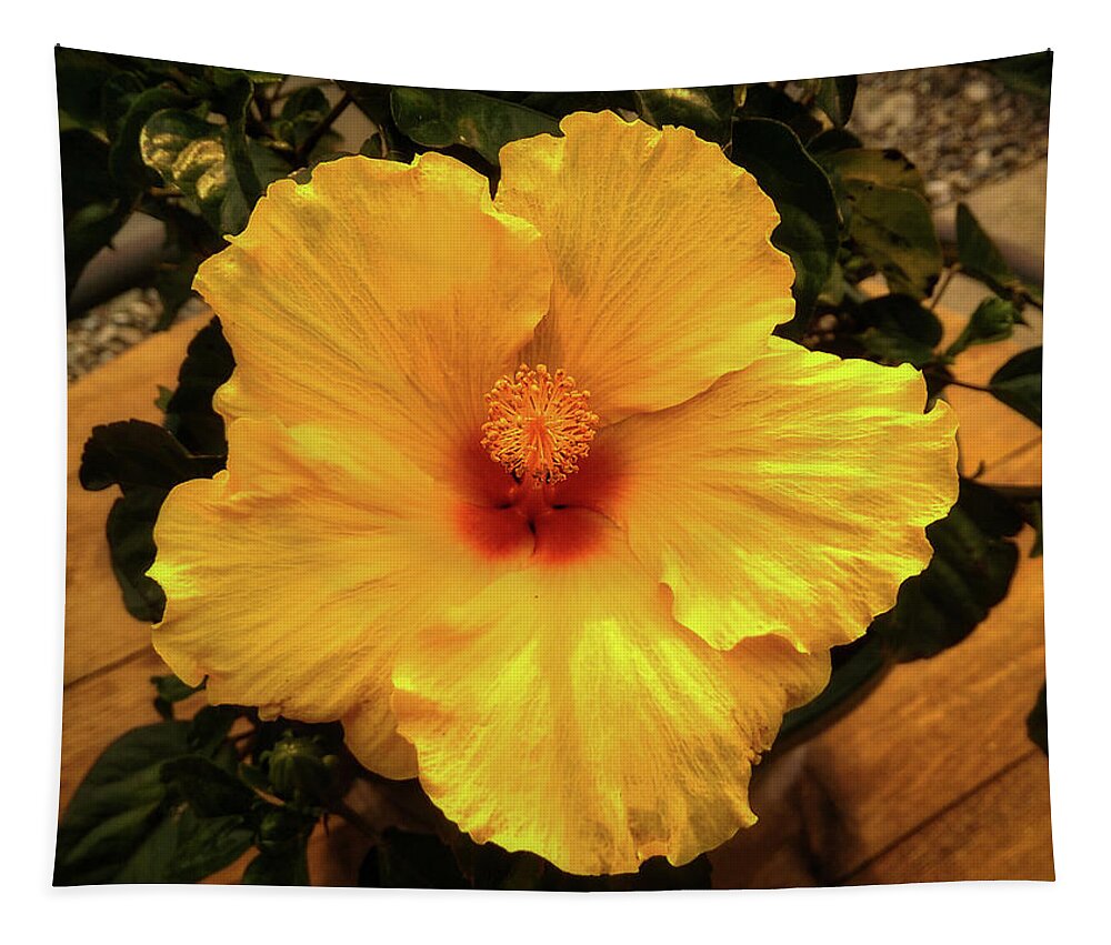 Flower Tapestry featuring the photograph Hibiscus by Dan Eskelson