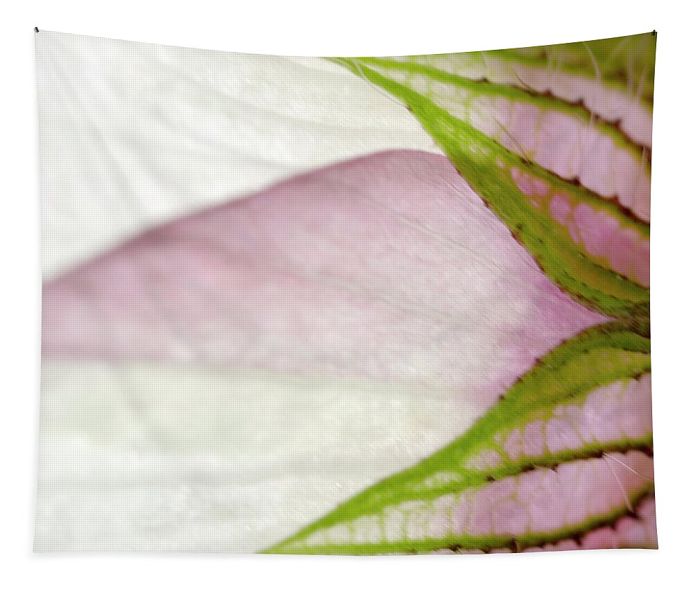 White Tapestry featuring the photograph Hibiscus trionum Wild Flower Square by Iris Richardson