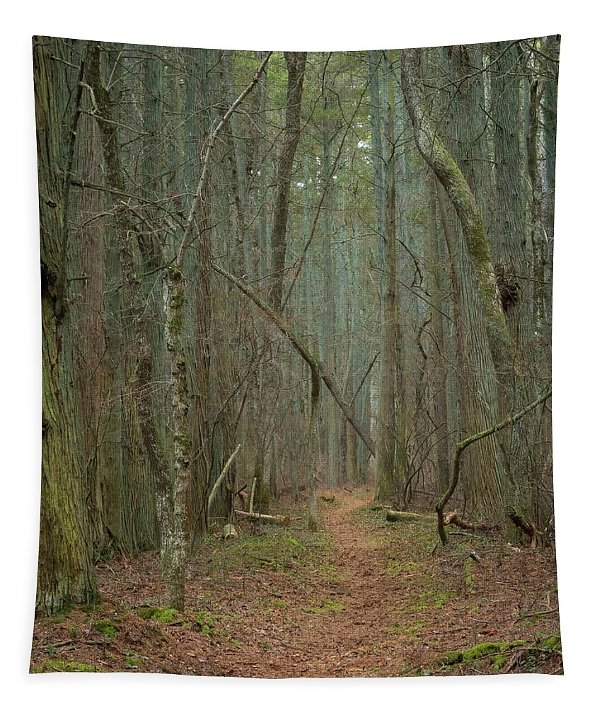 New Jersey Tapestry featuring the photograph Hiking Among The Cedars by Kristia Adams