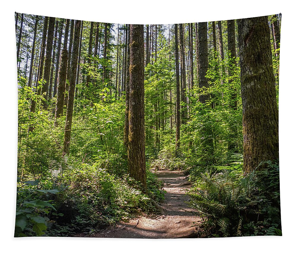 Washington Tapestry featuring the photograph Hiking in the forest by Alberto Zanoni