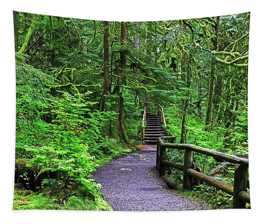 Alex Lyubar Tapestry featuring the photograph Hiking Trails in the Rainforest by Alex Lyubar