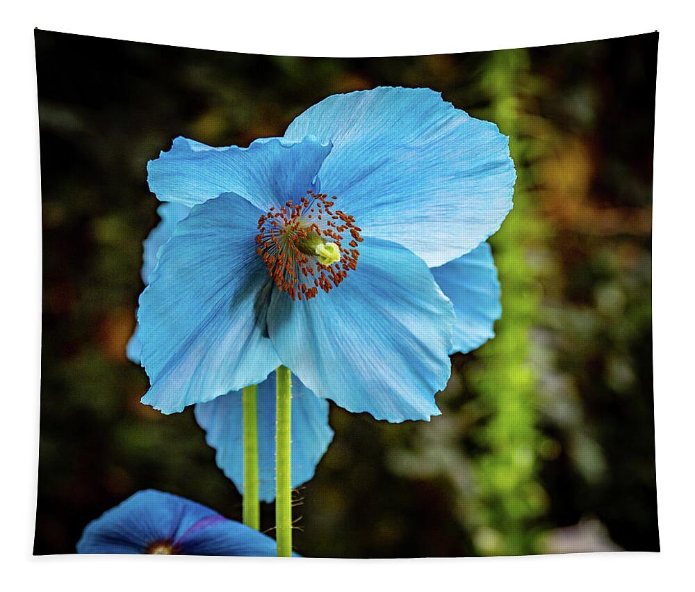 Blue Tapestry featuring the photograph Himalayan Blue Poppy by Louis Dallara
