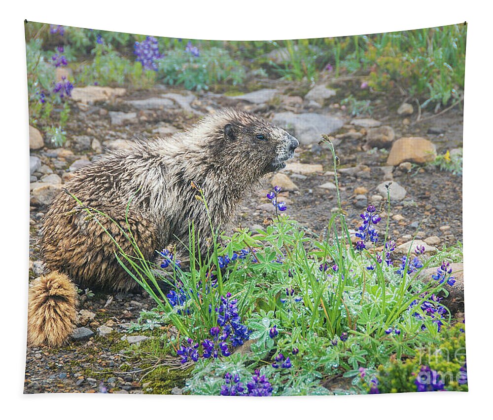 Hoary Marmot Tapestry featuring the photograph Hoary Marmot in Morning Dew at Mount Rainier National Park by Nancy Gleason