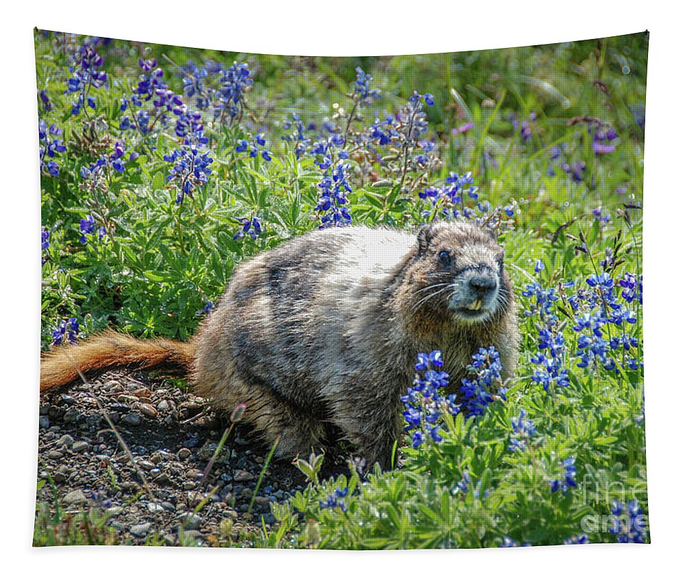 Hoary Marmot Tapestry featuring the photograph Hoary Marmot in Subalpine Lupine #3 by Nancy Gleason