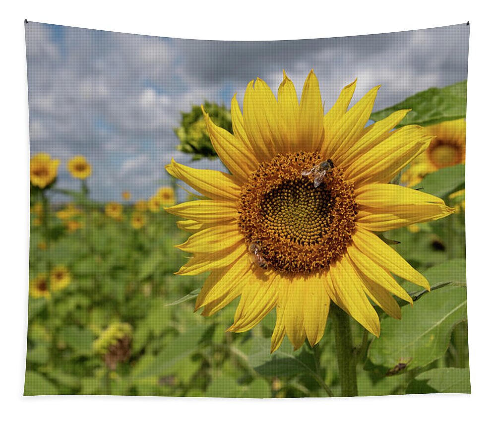 Sunflower Tapestry featuring the photograph Honeybee on Sunflower by Carolyn Hutchins