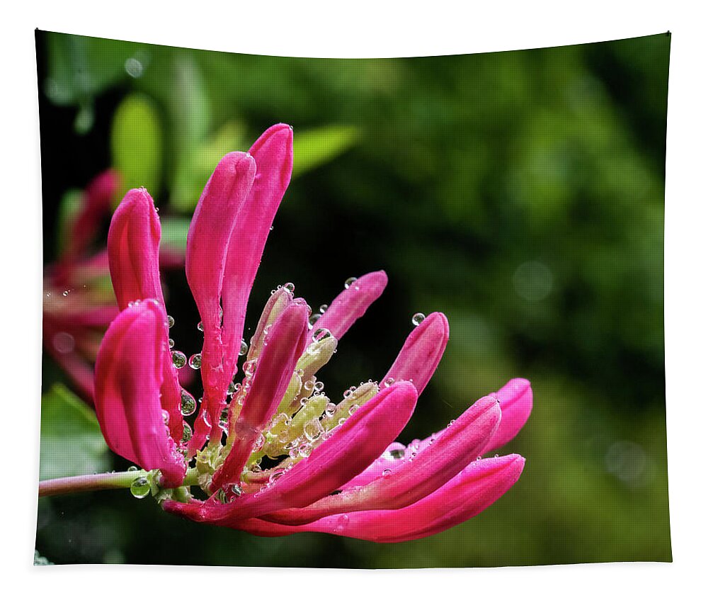 Honeysuckle Tapestry featuring the photograph Honeysuckle with Raindrops 2 by Regina Muscarella