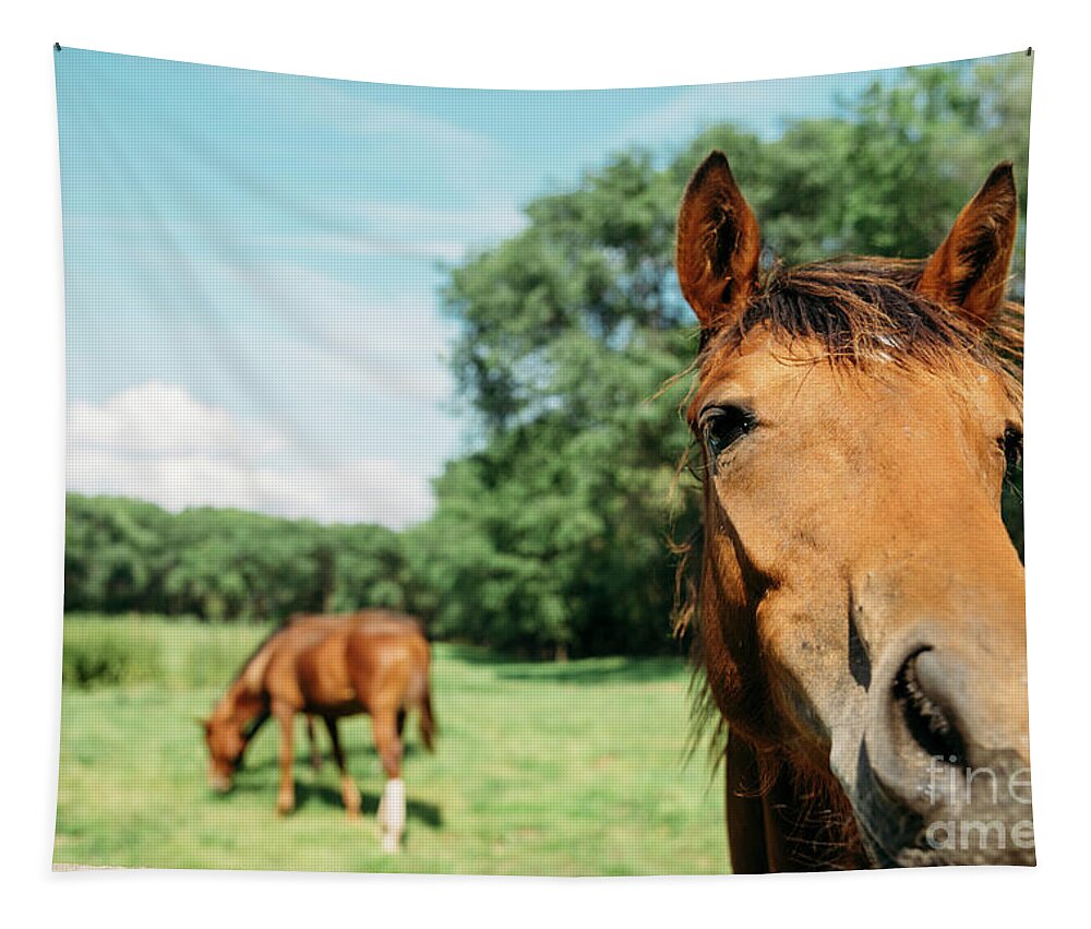 Horse Tapestry featuring the photograph Horses in field by Jelena Jovanovic