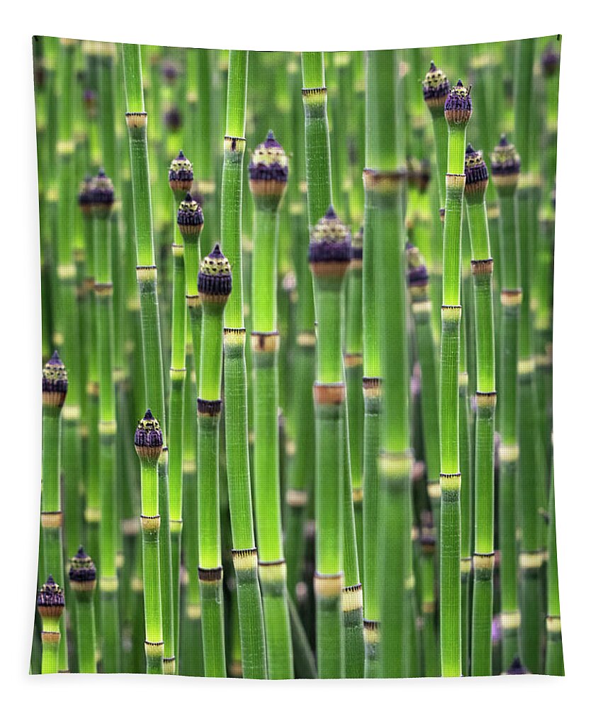 Horsetails Tapestry featuring the photograph Horsetails by Rebecca Herranen