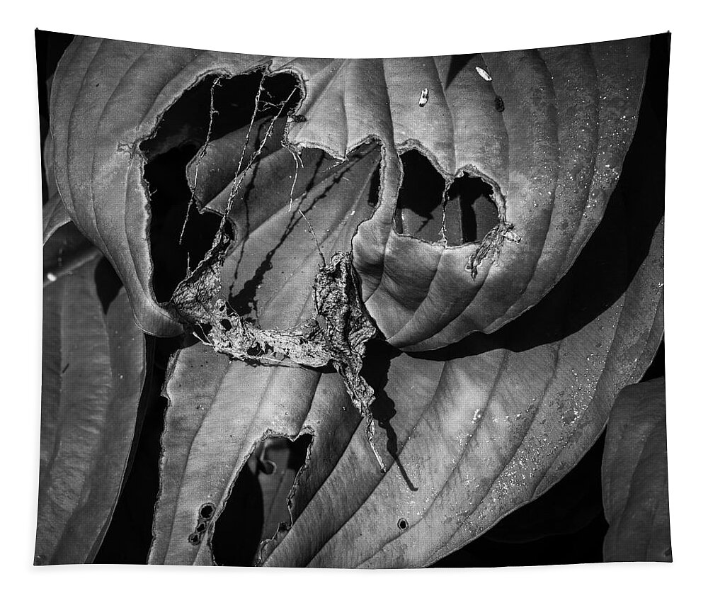 Beauty Tapestry featuring the photograph Hosta V BW SQ by David Gordon