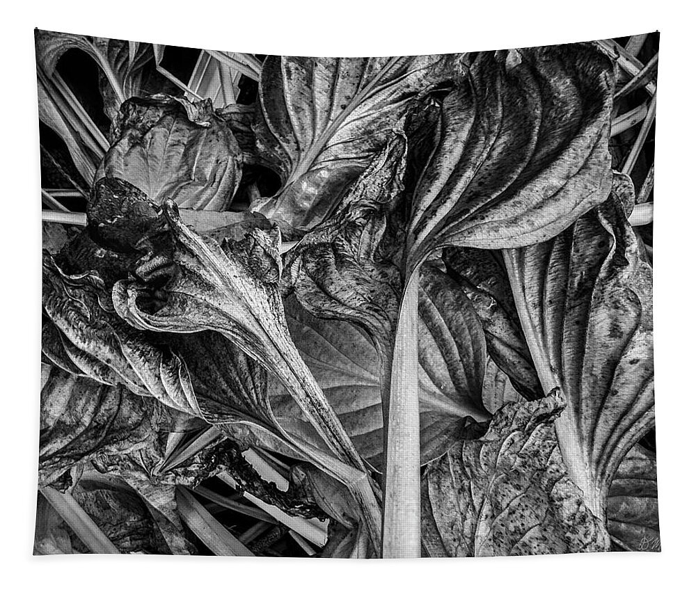 Black And White Tapestry featuring the photograph Hosta VI BW by David Gordon