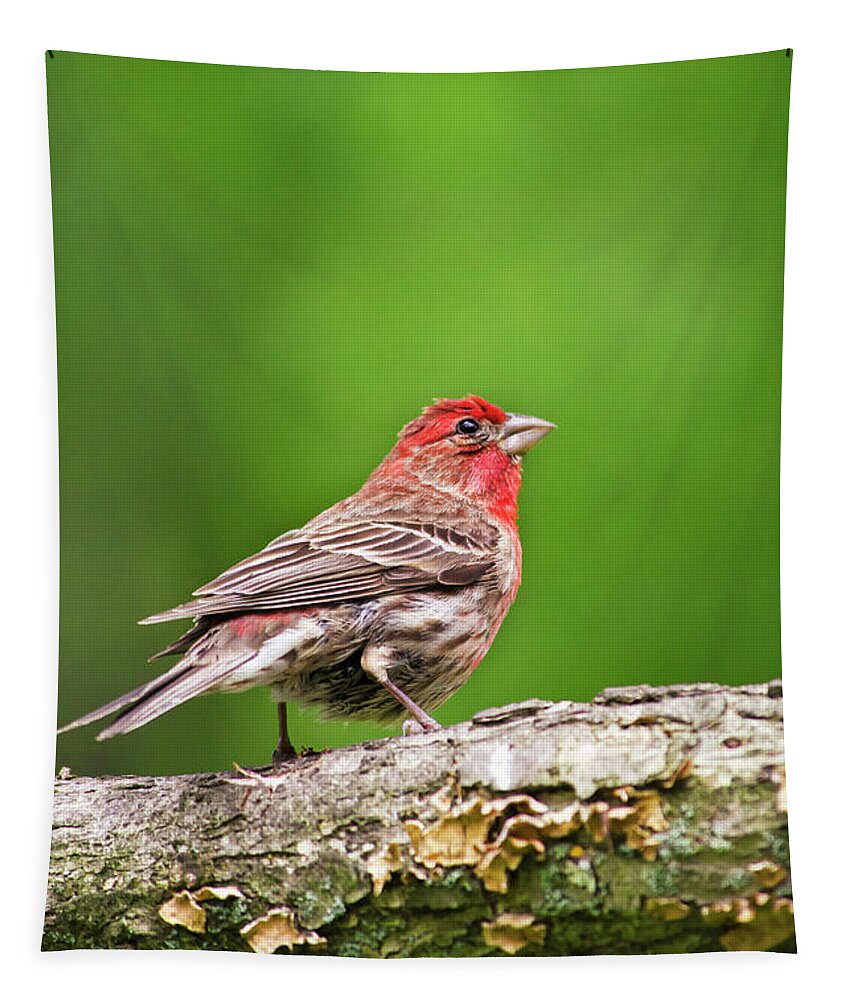 Bird Tapestry featuring the photograph House Finch Perched by Christina Rollo