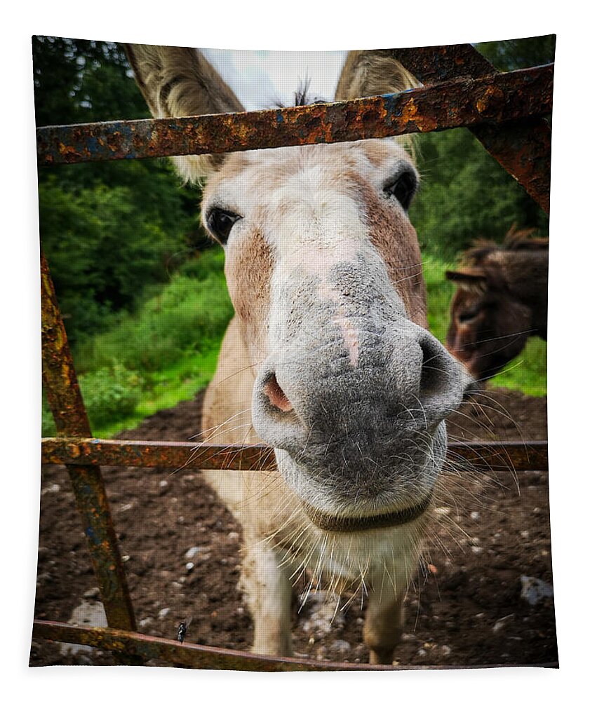 Donkey Tapestry featuring the photograph How're Ya by Mark Callanan