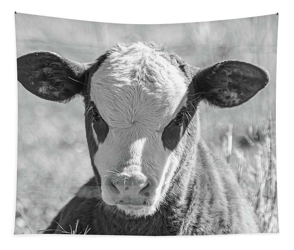 Cow Tapestry featuring the photograph Hugo by Jamie Tyler