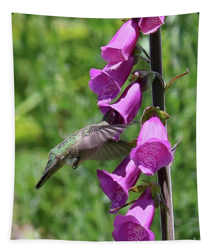 Hummingbird Inside Flower Tapestry featuring the photograph Hummingbird Digging In by Carol Groenen
