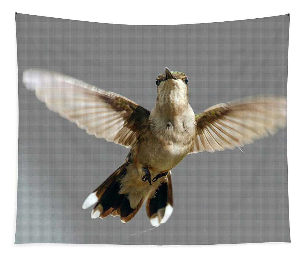 Hummingbird Tapestry featuring the photograph Hummingbird hoovering by Paul Vitko