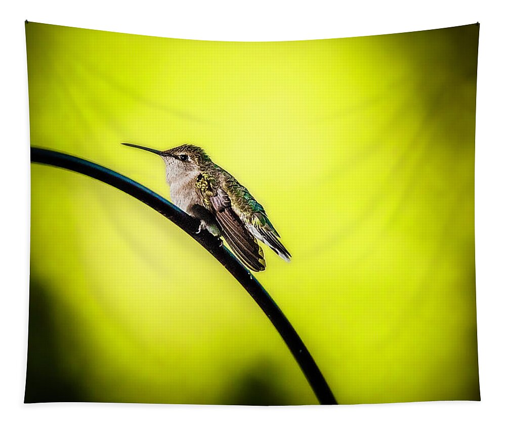  Tapestry featuring the photograph Hummingbird Love by Nicole Engstrom