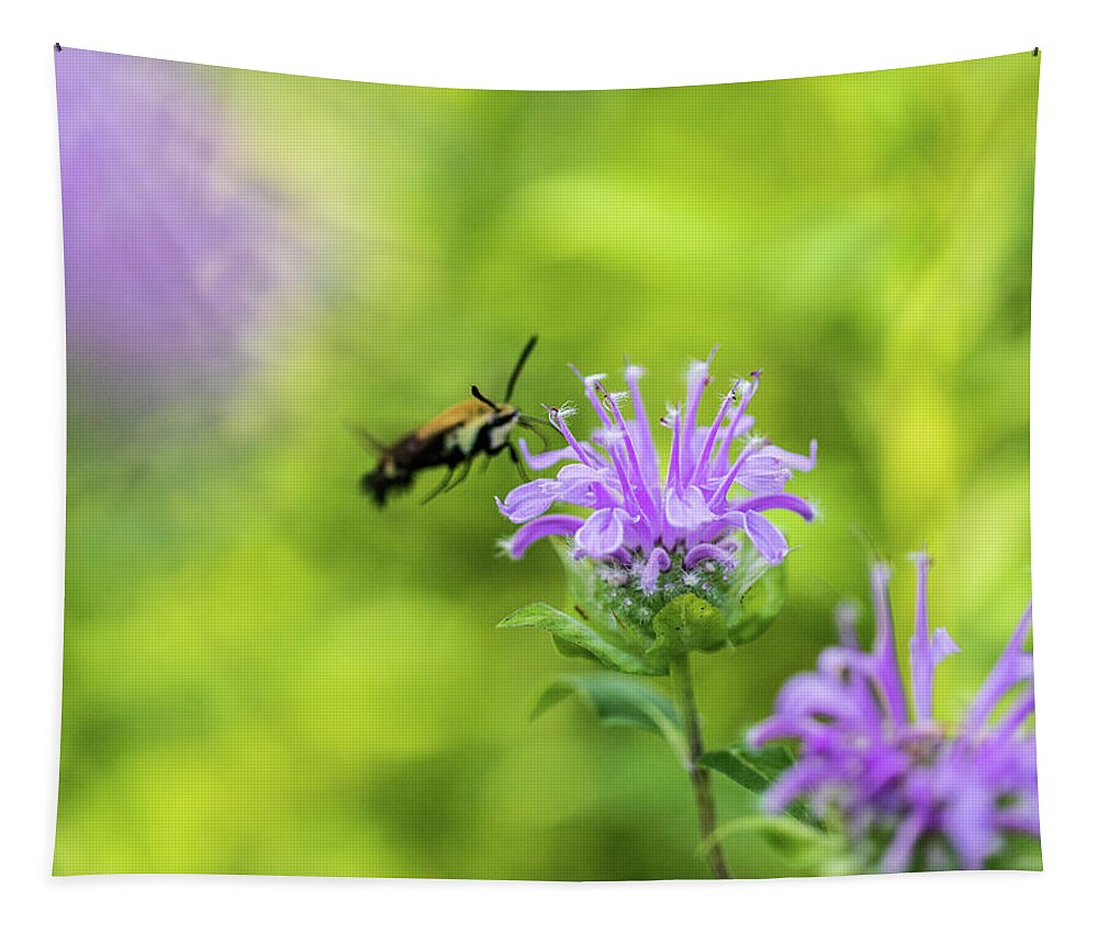 Plants Tapestry featuring the photograph Hummingbird Moth - Delaware Water Gap by Amelia Pearn