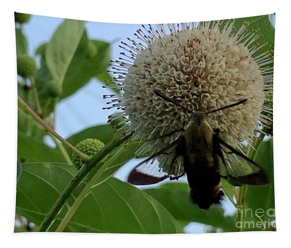 Hummingbird Tapestry featuring the photograph Hummingbird Moth on Flower by Catherine Wilson