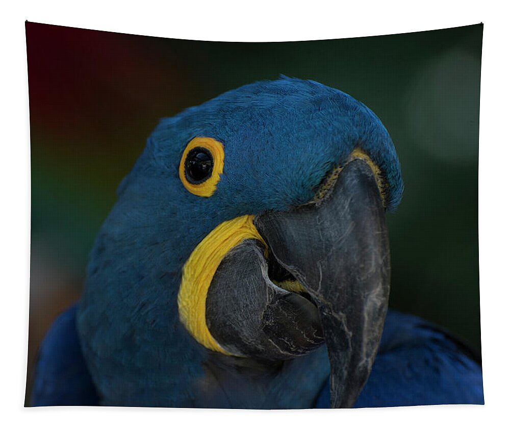 Bird Tapestry featuring the photograph Hyacinth Macaw by Carolyn Hutchins