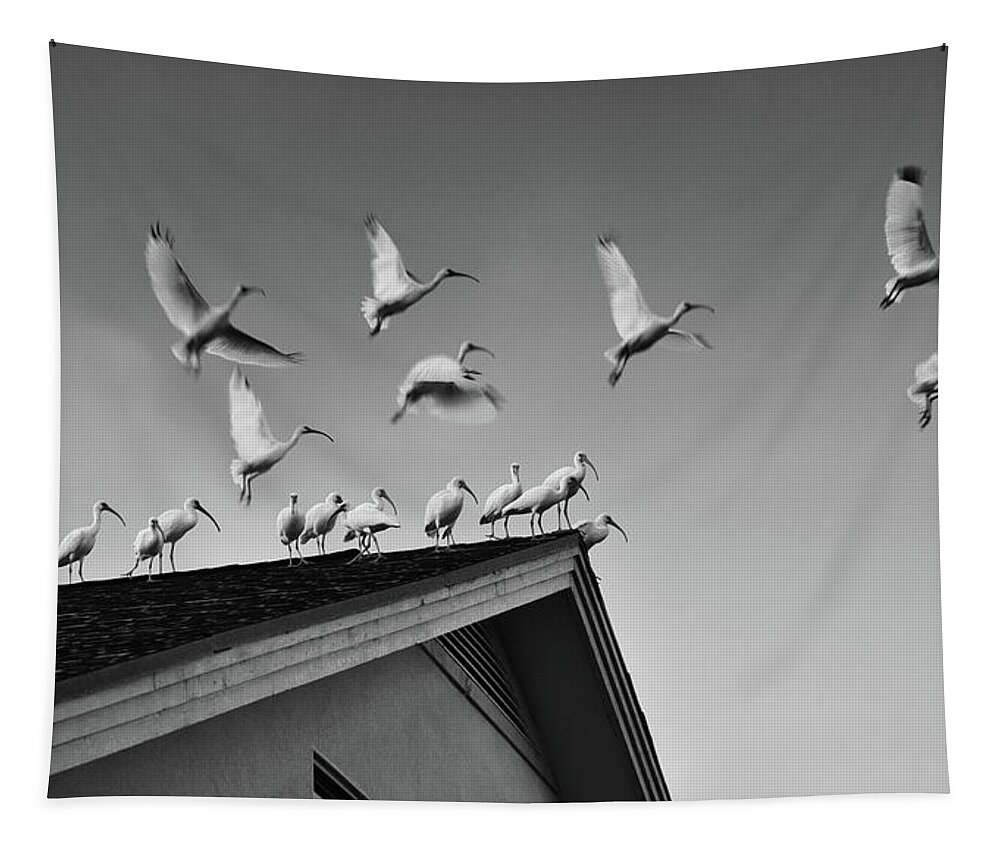 Animals Tapestry featuring the photograph Ibis Flight bw by Laura Fasulo