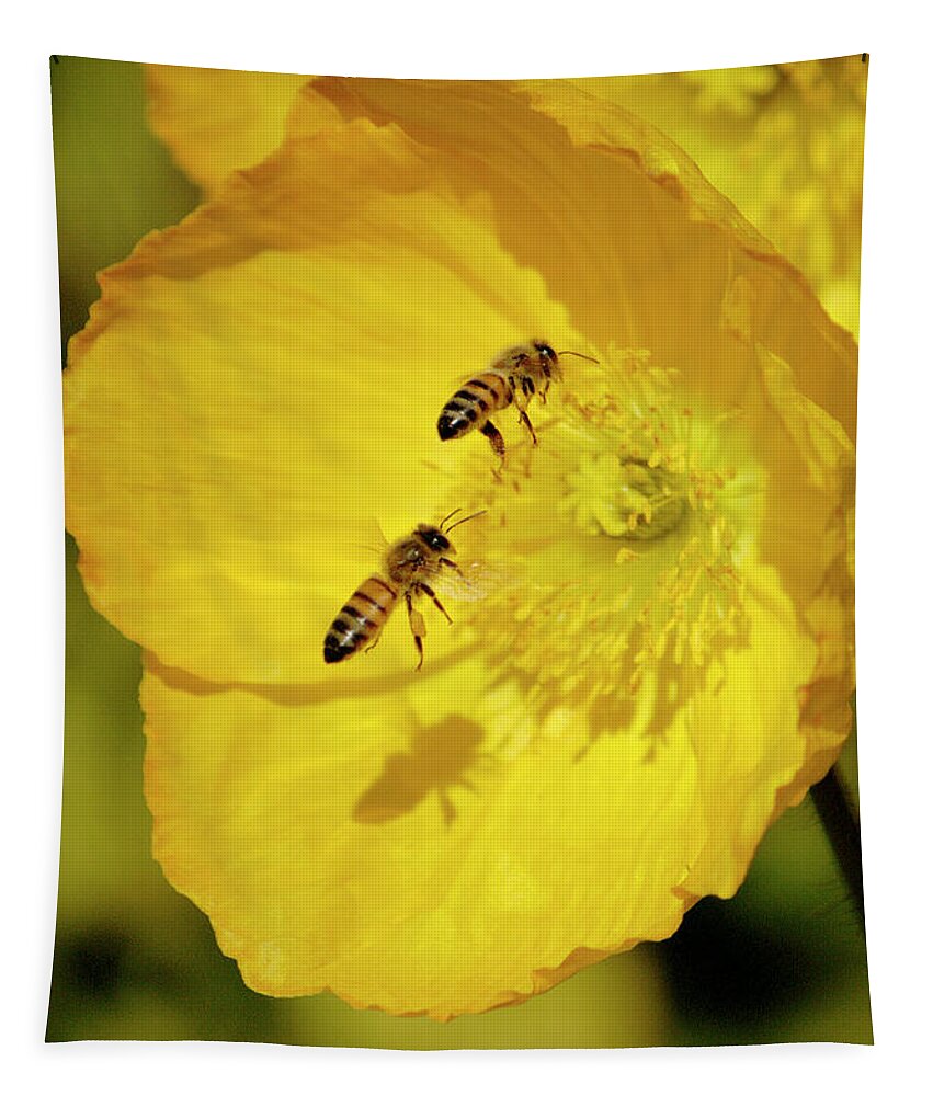 Bee Tapestry featuring the photograph Iceland poppies in full bloom with two bees by Gunther Allen